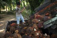 Loading oil palm fruit in Sabah, Malaysia. Photo by Greg Girard/CIFOR/Flickr