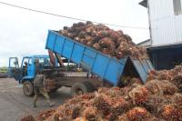 Unloading oil palm fruits. Photo by African Hope/Wikimedia Commons