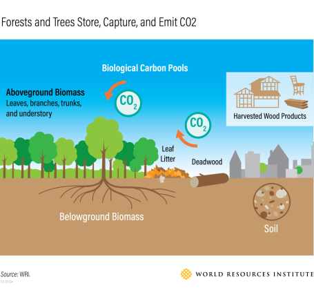 Forests and Trees Store, Capture, and Emit CO2