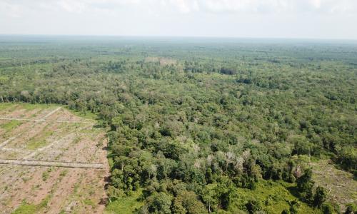 Sebagian hutan mengalami penebangan. Kredit foto: WRI Indonesia