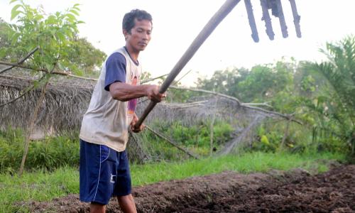 Agroforestri berbasis paludikultur merupakan solusi budi daya berkelanjutan di lahan gambut. Kredit foto: Aries Munandar untuk Pantau Gambut