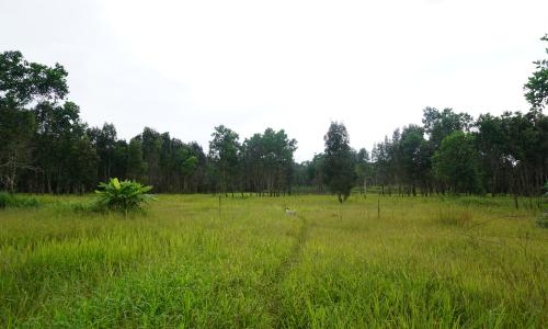 Lahan gambut di Sebangau, Kalimantan Tengah. Kredit foto: Hidayah Hamzah/WRI