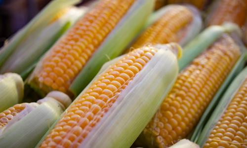 The regionalization program could encourage the cultivation of more diverse calorie intake food, such as corn and tubers in the western Indonesia. Photo credit: Wouter Supardi Salari /Unsplash