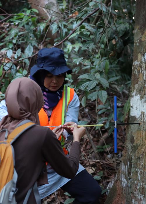 Pengambilan Sampel Kayu di Taman Bukit Tiga Puluh Riau