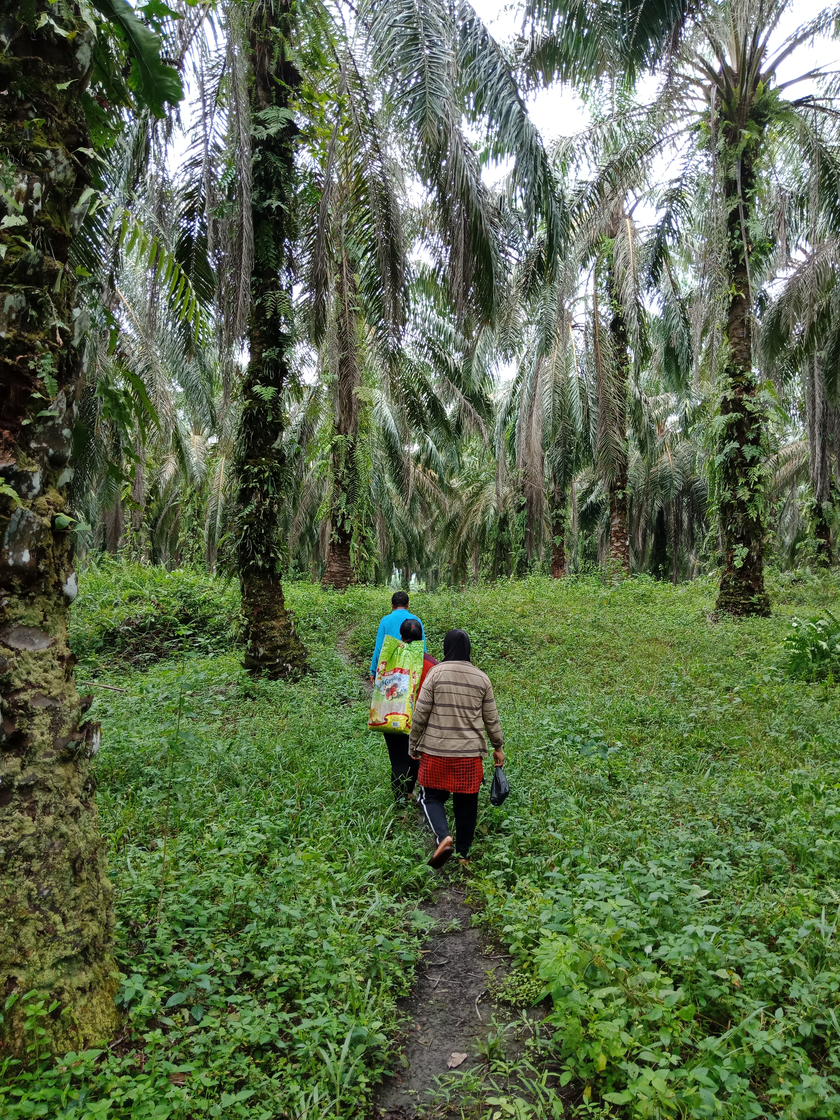 <p>Mr. W, his wife, and Carolina Astri in the palm oil plantation. Credit: Hendrika Tiarma</p>
