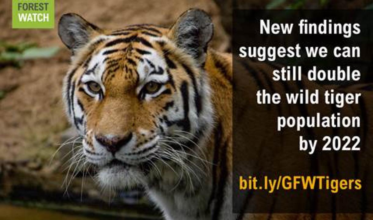 RELEASE: New Research Suggests Tigers Can Come Back From Brink of ...