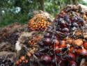 palm-oil-fruit