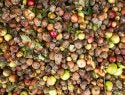 food waste