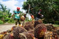 Aktivitas Pekerja di Perkebunan Kelapa Sawit Kabupaten Siak, Provinsi Riau