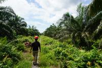 A man walk through palm oil plantation in Siak.
