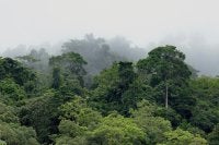 Tropical forest