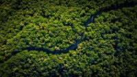 Pristine Rainforest
