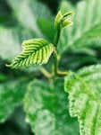 Plants