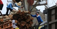 Workers in Jakarta unload timber from a ship. Indonesia is using new technologies to help trace wood back to its origin. Image by Yamtono_Sardi/iStock