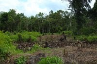 recently-burned-land-central-kalimantan-indonesia