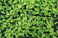 Seedlings from above.