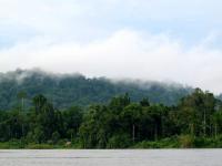 Forest on the Mamberamo River in Papua. Flickr/CIFOR