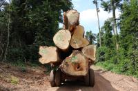 Kayu gelondongan besar diletakkan di atas truk di konsesi hutan di Ghana. Foto oleh Maite Knorr-Evans/WRI