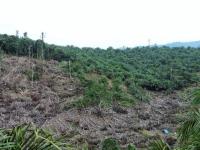 Deforestasi di Lanskap Bukit Suligi. Kredit foto: Dwiki Ridhwan/WRI Indonesia
