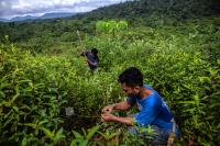 Erosi tanah akan berpengaruh pada produktivitas pertanian. Kredit foto: Kemal Jufri/Koalisi FOLU