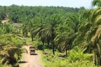 Oil palm plantation near Bengkulu, Sumatra. Photo by James Anderson/World Resources Institute.