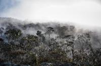 Hutan utuh di Tanah Papua. Kredit foto: Yusuf Ahmad untuk WRI Indonesia