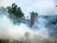 The majority of the fire alerts are concentrated in the Indonesian province of Riau, on the island of Sumatra. Photo credit: CIFOR, Flickr 2011