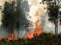 A forest fire in Central Kalimantan, Indonesia, in September of 2011. Photo credit: Rini Sulaiman/Norwegian Embassy for Center for International Forestry Research