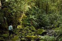 Forest in Kerinci region, Sumatra, Indonesia. Photo credit: Luke Mackin/Flickr