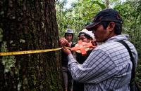 Global Forest Watch is an online forest monitoring system created by the World Resources Institute and more than 40 partners. Photo credit: Marco Simola/CIFOR