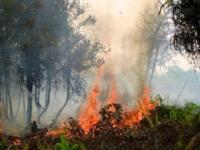 Kebakaran di Kalimantan Tengah, Indonesia. Sumber foto: Rini Sulaiman/ Kedutaan Norwegia