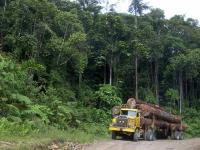 A large portion of Indonesia's emissions come from deforestation and land-use change. Photo by Hari Priyadi/Center for International Forestry Research (CIFOR)