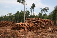 Indonesia lost more than 6 million hectares of primary forest from 2000 to 2012. Photo credit: Rainforest Action Network, Flickr