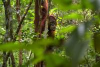 Seekor orang utan di hutan tropis Kalimantan Tengah. Kredit foto: Jorge Franganillo/Unsplash