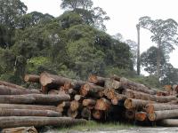 Forest fragmentation is caused by the expansion of logging, mining and development activities. Photo credit: Angela Sevin, Flickr