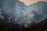 Penyerap karbon pada akhirnya akan menjadi sumber CO2 yang mengeluarkan alih-alih menyerap karbon. Gambar: Matt Palmer/Unsplash