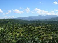 Agricultural development is the largest driver of deforestation in Indonesia. Photo by Achmad Rabin Taim/Wikimedia Commons.
