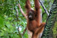 A young orangutan in central Kalimantan, Indonesia. Photo by Terry Sunderland/CIFOR