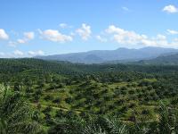 Most palm oil comes from Indonesia and Malaysia. Photo credit: Achmad Rabin Taim/Wikimedia Commons
