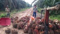 Harvesting oil palm in Indonesia. Photo by Aul Rah/Flickr