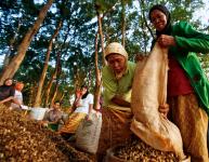 Women in harvest ground nuts in teak forest area. Photo credit: Murdani Usman/CIFOR