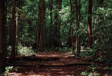 Indonesia's rainforest