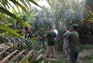 Petani Swadaya di Kebun Kelapa Sawit