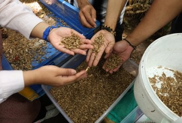 Maggot di IMB