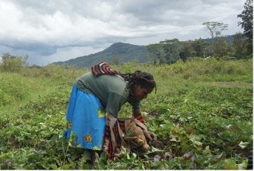 Orang Asli Papua