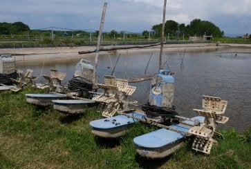 Tambak udang di Banyuwangi