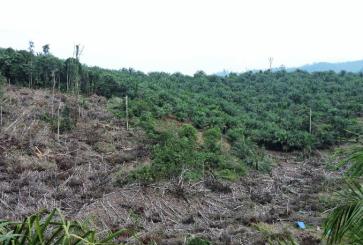 Deforestasi di Lanskap Bukit Suligi. Kredit foto: Dwiki Ridhwan/WRI Indonesia