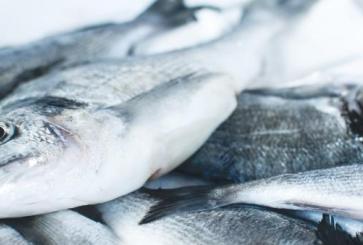 Over a third of fish stocks are already overfished. Photo credit: Jakub Kapusnak/Unsplash