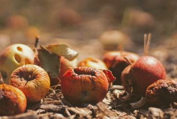 Food waste is a multi-faceted challenge that results from a sequence of seemingly small decisions that households make every day. Photo credit: Joshua Hoehne/Unsplash