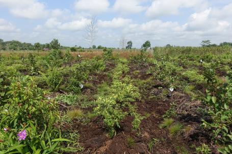 chili-farming-on-peatlands.jpg